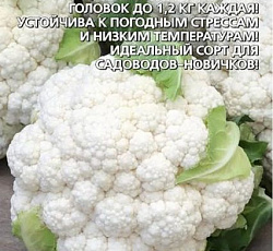 Капуста цветная Клавдия