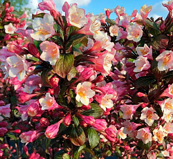 Вейгела (цветущая) - Винтаж Лав (Люкс)