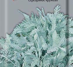 Пижма Серебряное кружево
