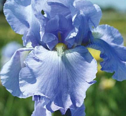 Ирис (бородатый) - Бэббелинг Брук