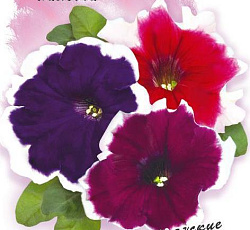 Петуния крупноцветковая Донна Пикоти F1