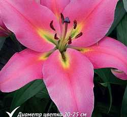 Лилия (ОТ-гибрид) - Авентино