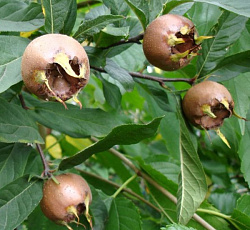 Мушмула германская Сандра