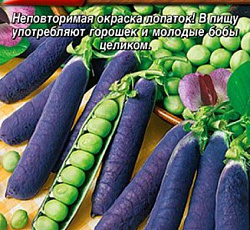 Горох Все фиолетово