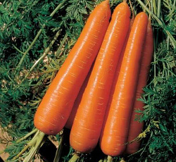 Морковь Флаккоро