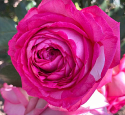 Роза (плетистая) - Цикламен Пьер де Ронсар (Люкс)