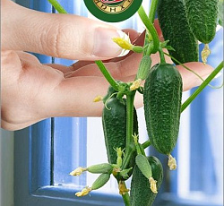 Огурец Квартирант F1