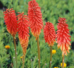 Книфофия (гибридная) - Нэнси Ред