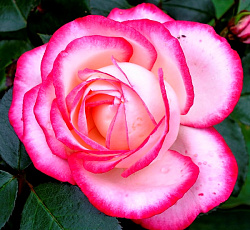 Роза (плетистая) - Хэндэль