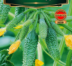 Огурец Пять звезд F1