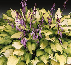 Хоста (гибридная) - Леди Гиневера