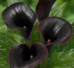 Калла - Мемориз (Патио)