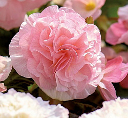 Бегония (вумми) - Апфельблют