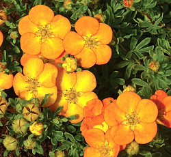 Лапчатка (кустарниковая) - Белла Сол (Люкс)