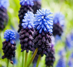 Мускари - Широколистный
