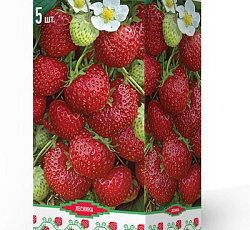 Клубника (земляника) садовая Королева Елизавета