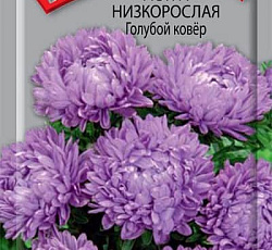 Астра Низкорослая Голубой ковер