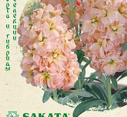 Левкой (маттиола) Айрон Абрикосовый