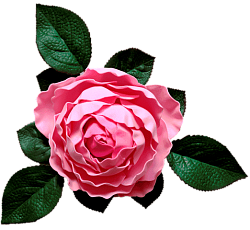 Роза водоплавающая Розовая