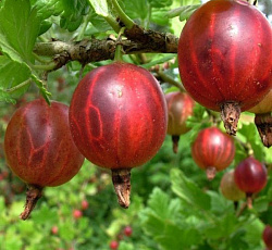 Крыжовник - Колобок