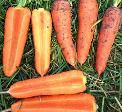 Морковь Вита Лонга