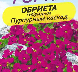 Обриета Пурпурный каскад (гибридная)