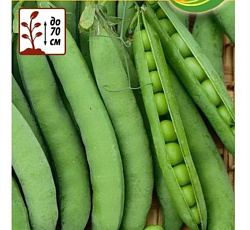 Горох Ползунковый