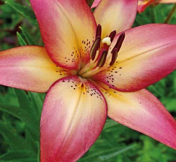 Лилия (ЛА-гибрид) - Роял Презент