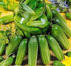 Огурец Клодин F1