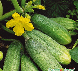 Огурец Бидретта F1