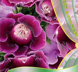 Глоксиния Импресс Парпл