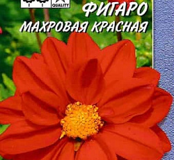 Георгина Фигаро Махровая красная