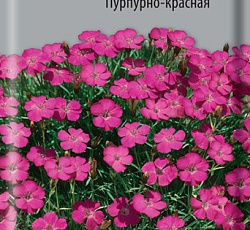 Гвоздика Павлинья Пурпурно-красная