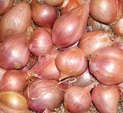 Лук-севок Шалот розовый