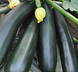 Кабачок Аэронавт (цуккини)