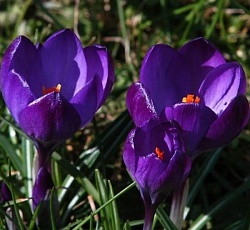 Крокус (крупноцветковый) - Негро Бой