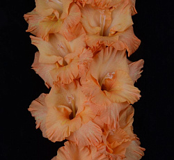 Гладиолус (Российская селекция) - Зоренька ясная