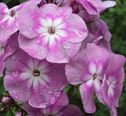 Флокс (Российская селекция) - Селена