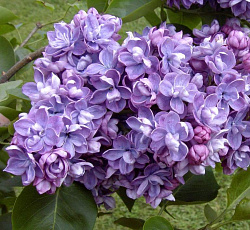 Сирень обыкновенная - Ами Шотт