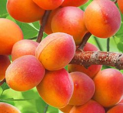 Абрикос - Краснощекий