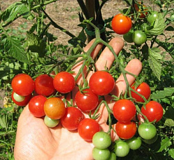 Томат Киш-Миш красный F1 (черри)