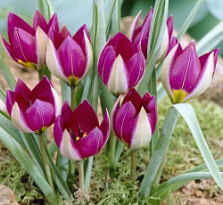 Тюльпан (Ботанический) - Першн Перл