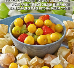 Физалис Земляничный
