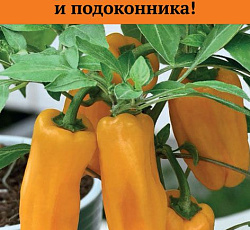 Перец сладкий Кузя желтый