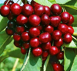 Черешня - Ревна