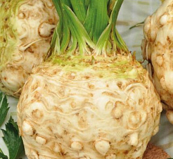 Сельдерей корневой Силач