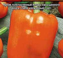 Перец сладкий Братец лис