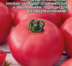 Томат Санька малиновый