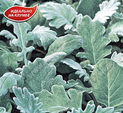 Цинерария Летний Иней