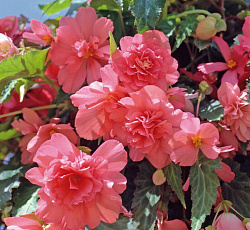 Бегония (иллюминейшн) - Пинк